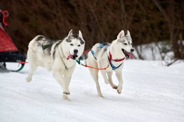 Kızaklı köpek yarışında Koşan Husky köpeği. Kış köpeği kızak takımı yarışması. Koşumlu Sibirya Husky köpeği kayakçı ya da musher kızağı. Karlı ülkeyi baştan başa geçen yolda etkin çalışma