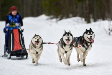 Husky kızak köpek yarışı. Kış köpeği kızak takımı yarışması. Sibirya köpekleri musher ile kızak çeker. Karlı ülkeyi baştan başa geçen yolda etkin çalışma
