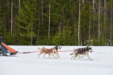 Husky kızak köpek yarışı. Kış köpeği kızak takımı yarışması. Sibirya köpekleri musher ile kızak çeker. Karlı ülkeyi baştan başa geçen yolda etkin çalışma