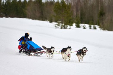 Husky kızak köpek yarışı. Kış köpeği kızak takımı yarışması. Sibirya köpekleri musher ile kızak çeker. Karlı ülkeyi baştan başa geçen yolda etkin çalışma