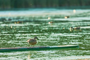 Algal Bloom City Gölü 'nde ördek yüzüşü, kopyalama alanı. Suda ördek var. Kuş izleme ve kuşbilimi