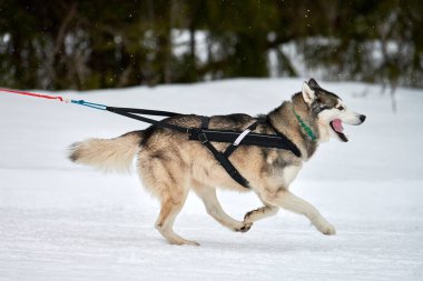 Kızaklı köpek yarışında Koşan Husky köpeği. Kış köpeği kızak takımı yarışması. Koşumlu Sibirya Husky köpeği kayakçı ya da musher kızağı. Karlı ülkeyi baştan başa geçen yolda etkin çalışma