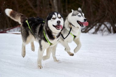 Kızaklı köpek yarışında Koşan Husky köpeği. Kış köpeği kızak takımı yarışması. Koşumlu Sibirya Husky köpeği kayakçı ya da musher kızağı. Karlı ülkeyi baştan başa geçen yolda etkin çalışma