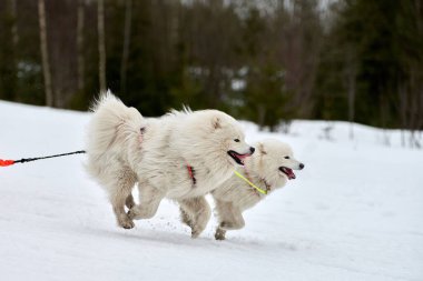 Samoyed köpeğini kızakla yarıştırmak. Kış köpeği kızak takımı yarışması. Koşumlu Samoyed köpek kayakçı ya da musher ile kızak. Karlı ülkeyi baştan başa geçen yolda etkin çalışma