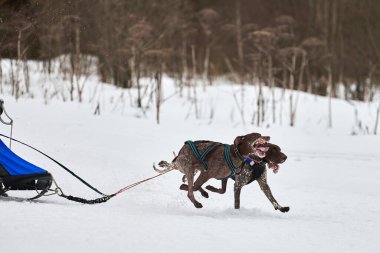 Kış kızağı köpek yarışı. Köpek sporu kızak takımı yarışması. Sivri uçlu köpekler misket tüfeğiyle kızak çeker. Karlı ülkeyi baştan başa geçen yolda etkin çalışma