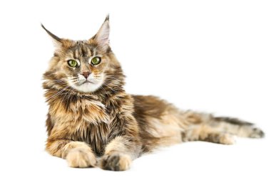 Yetişkin Maine Rakun Kedisi, izole edilmiş. Beyaz arka planda sevimli kaplumbağa kabuklu maine-coon kedi. Kaplumbağa kabuğu renginde komik safkan bir kedi. Stüdyo çekimi, tasarım ya da reklam için uygun..