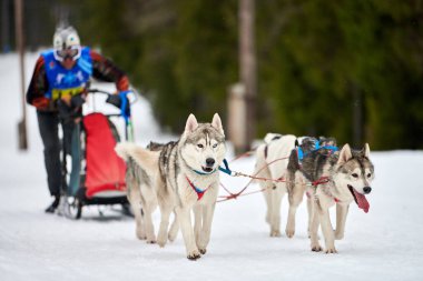 Husky kızak köpek yarışı. Kış köpeği kızak takımı yarışması. Sibirya köpekleri musher ile kızak çeker. Karlı ülkeyi baştan başa geçen yolda etkin çalışma
