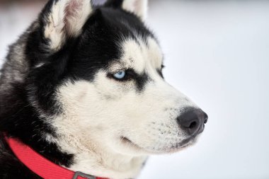 Husky kızak köpek suratı, kış geçmişi. Sibirya Husky köpeği, açık havada ağızlık portresi yapıyor. Yarıştan önce yürüyüş yapan güzel bir hayvan..