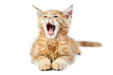 Meowing Maine Rakun Kedisi, izole edilmiş. Beyaz arka planda şirin bir rakun kedi. Küçük komik safkan kedi, bej krem rengi. Stüdyo çekimi, tasarım ya da reklam için uygun..