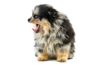 Pomeranya köpeği Spitz, izole edilmiş. Şirin Pomeranya siyah ve ten rengi, beyaz arkaplan. Aile dostu minik Spitz pon köpeği..