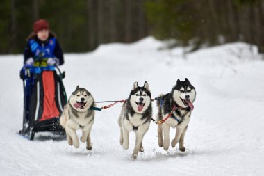 Husky kızak köpek yarışı. Kış köpeği kızak takımı yarışması. Sibirya köpekleri musher ile kızak çeker. Karlı ülkeyi baştan başa geçen yolda etkin çalışma