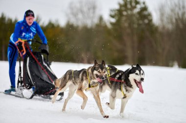 Husky kızak köpek yarışı. Kış köpeği kızak takımı yarışması. Sibirya köpekleri musher ile kızak çeker. Karlı ülkeyi baştan başa geçen yolda etkin çalışma