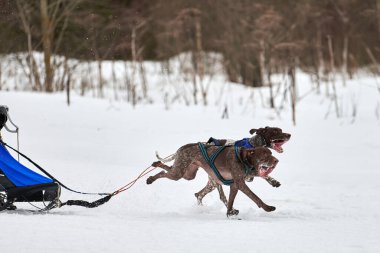 Kış kızağı köpek yarışı. Köpek sporu kızak takımı yarışması. Sivri uçlu köpekler misket tüfeğiyle kızak çeker. Karlı ülkeyi baştan başa geçen yolda etkin çalışma