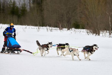 Husky kızak köpek yarışı. Kış köpeği kızak takımı yarışması. Sibirya köpekleri musher ile kızak çeker. Karlı ülkeyi baştan başa geçen yolda etkin çalışma