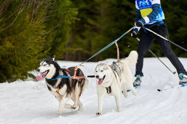 Skijoring dog racing. Winter dog sport competition. Siberian husky dog pulls skier. Active skiing on snowy cross country track road