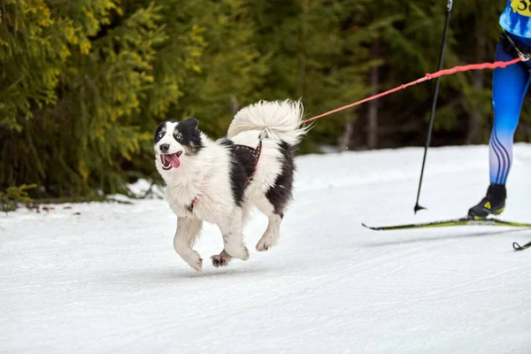 犬ぞりのレースだ 冬の犬スポーツ大会 シベリアのハスキー犬はスキーヤーを引っ張ります スノークロスカントリートラックロードでのアクティブなスキー — ストック写真