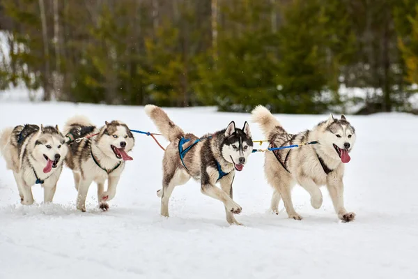 Running Husky dog on sled dog racing. Winter dog sport sled team competition. Siberian husky dog in harness pull skier or sled with musher. Active running on snowy cross country track road