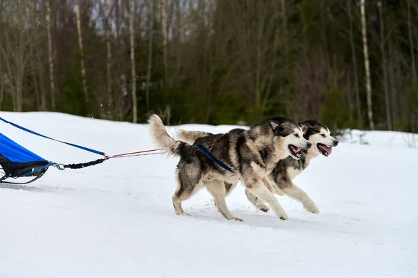 Husky sled dog racing. Winter dog sport sled team competition. Siberian husky dogs pull sled with musher. Active running on snowy cross country track road
