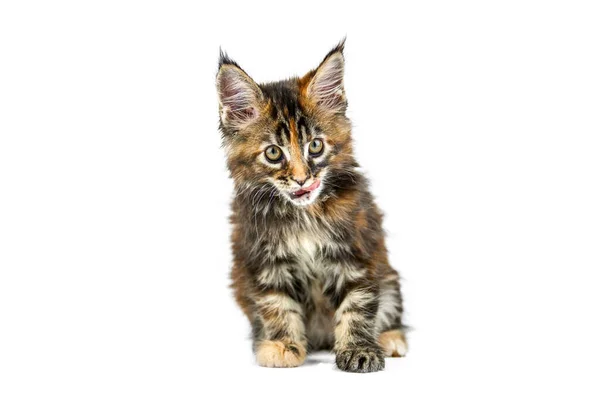 Tortue Enfer Chaton Coon Maine Isolé Mignon Chat Maine Coon — Photo