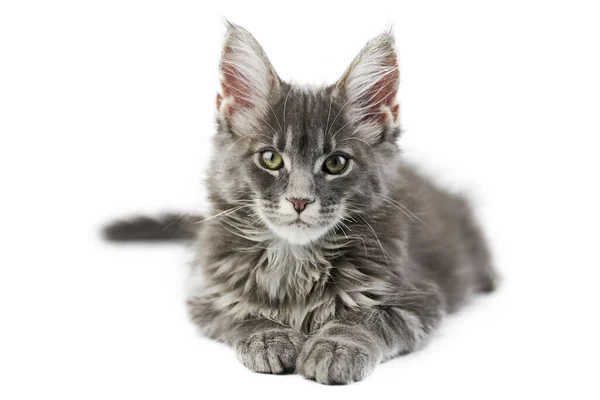 Maine Coon Kitten Isolado Gato Maine Casulo Bonito Fundo Branco — Fotografia de Stock