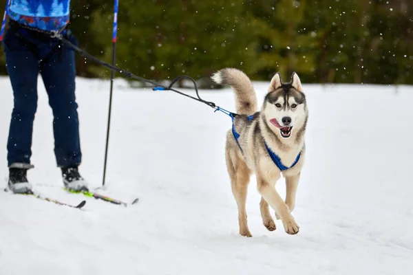 Skijoring Dog Racing Winter Dog Sport Competition Siberian Husky Dog — Stock Photo, Image