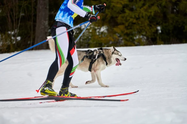 Skijoring Dog Racing Zimní Psí Sportovní Soutěž Sibiřský Husky Pes — Stock fotografie