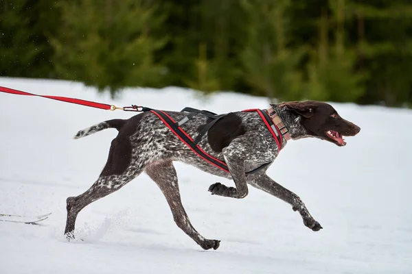 Running Pointer dog on sled dog racing. Winter dog sport sled team competition. English pointer dog in harness pull skier or sled with musher. Active running on snowy cross country track road