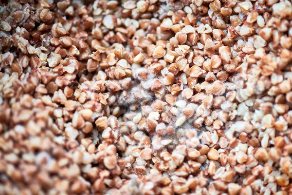 Küflü Karabuğday Makro Kapat Kabarık Mantar Sporları Karabuğdayda Büyüyor Buzdolabında — Stok fotoğraf