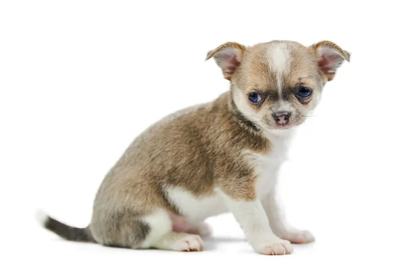 Chihuahua Welpen Isoliert Kleiner Süßer Hund Auf Weißem Hintergrund Tierheim — Stockfoto
