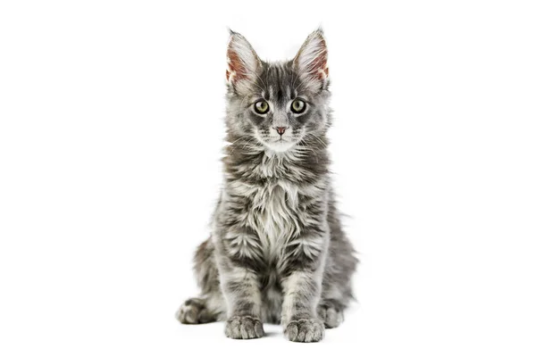 Główny Kociak Odizolowany Słodki Kot Maine Coon Białym Tle Mały — Zdjęcie stockowe