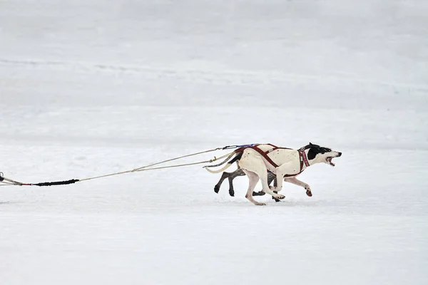 Běžící Pointer Dog Sáňkách Psích Dostihů Zimní Psí Sportovní Spřežení — Stock fotografie