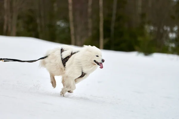 Bieganie Samoyed Pies Wyścigach Psów Zaprzęgowych Sporty Zimowe Psów Zawody — Zdjęcie stockowe