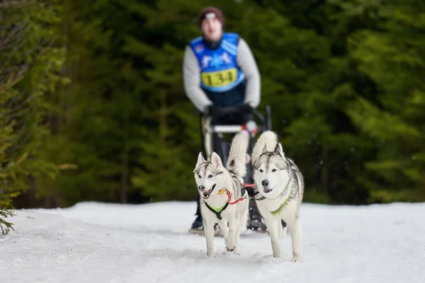 Husky Släde Hundkapplöpning Vinter Hund Sport Släde Laget Konkurrens Sibirien — Stockfoto