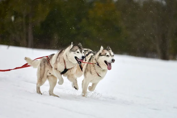 Running Husky dog on sled dog racing. Winter dog sport sled team competition. Siberian husky dog in harness pull skier or sled with musher. Active running on snowy cross country track road