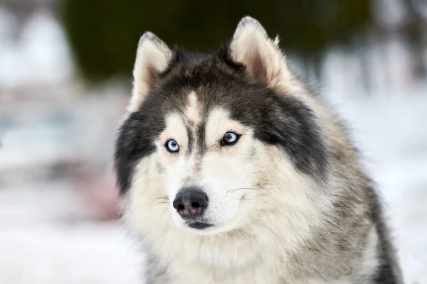 Husky Sled Cara Cão Fundo Inverno Siberian Husky Dog Breed — Fotografia de Stock