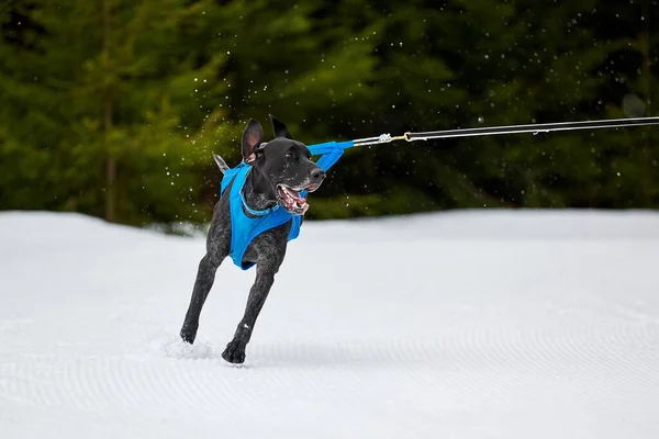 犬ぞりレースでポインタ犬を実行しています 冬の犬スポーツそりチーム競争 ハーネスの英語ポインタ犬は スキーヤーを引っ張ったり マッシャーでそります 積極的に雪上クロスカントリートラック道路上で実行 — ストック写真