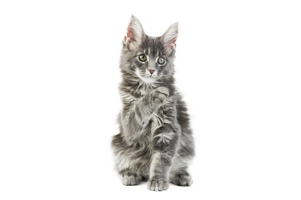 Maine Coon Kitten Isolado Gato Maine Casulo Bonito Fundo Branco — Fotografia de Stock