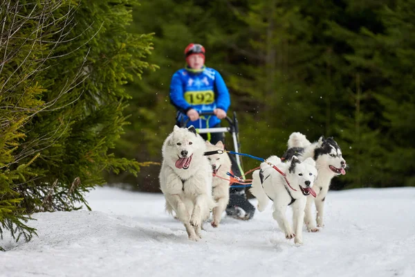 Husky Traîneau Chiens Course Sport Chien Hiver Traîneau Compétition Par — Photo