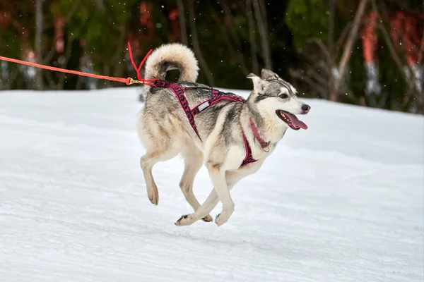 Běh Husky Pes Sáňkách Psích Závodů Zimní Psí Sportovní Spřežení — Stock fotografie