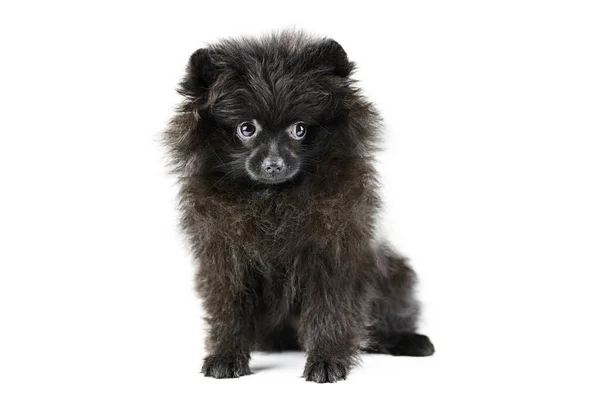 Black Pomeranian Puppy Spitz Isolato Carino Pomerania Sfondo Bianco Famiglia — Foto Stock