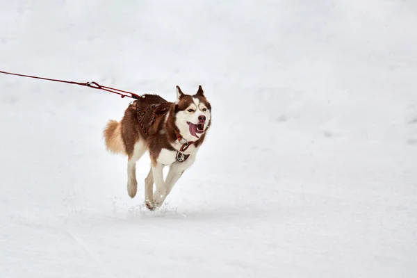 そり犬のレースでハスキー犬を実行しています 冬の犬スポーツそりチーム競争 ハーネスのシベリアのハスキー犬は スキーヤーを引っ張ったり 泥でそります 積極的に雪上クロスカントリートラック道路上で実行 — ストック写真