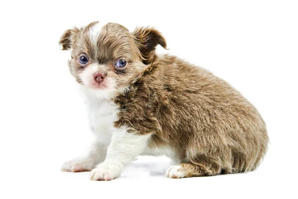 奇瓦瓦犬 孤立的 白色背景的可爱的小狗 狗窝小狗 矮小的短发奇瓦瓦犬品种 摄影棚拍摄 — 图库照片