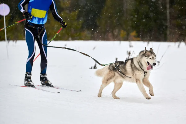 Skijoring dog racing. Winter dog sport competition. Siberian husky dog pulls skier. Active skiing on snowy cross country track road