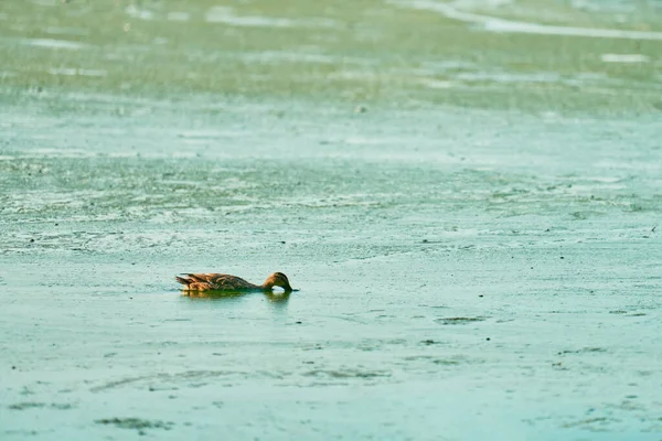 Algal Bloom City Gölü Nde Ördek Yüzüşü Kopyalama Alanı Suda — Stok fotoğraf