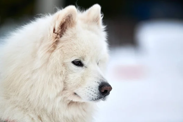 Husky sled dog face, winter background. Siberian husky dog breed outdoor muzzle portrait. Beautiful funny pet on walk before race competition.