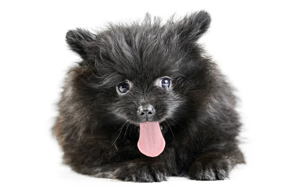 Pomerania Cucciolo Spitz Isolato Carino Nero Pomerania Sfondo Bianco Famiglia — Foto Stock