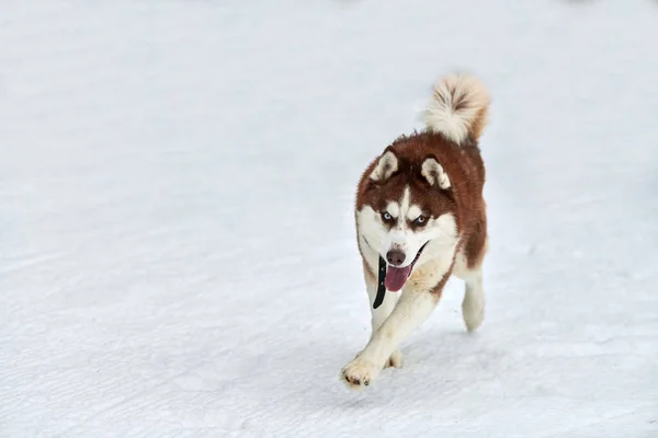 Correndo Husky Cão Corridas Trenó Cão Inverno Cão Esporte Trenó — Fotografia de Stock