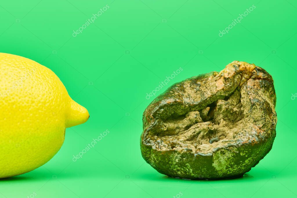 Rotten Lemon And Fresh Lemon Compare Green Background Mold Putrefied Fruit Unsuitable Inedible Food For Cooking And New Fruit Comparison Larastock