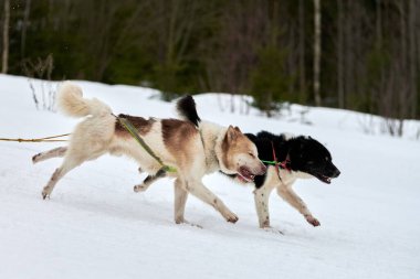 Kızaklı köpek yarışında Koşan Husky köpeği. Kış köpeği kızak takımı yarışması. Koşumlu Sibirya Husky köpeği kayakçı ya da musher kızağı. Karlı ülkeyi baştan başa geçen yolda etkin çalışma