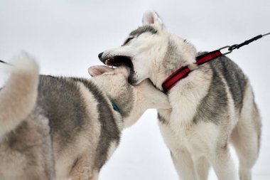 Karda oynayan iri köpekler. Komik Sibirya kızak köpekleri havlayıp ısırarak kış oyunları oynuyorlar. Saldırgan hayvan davranışları.